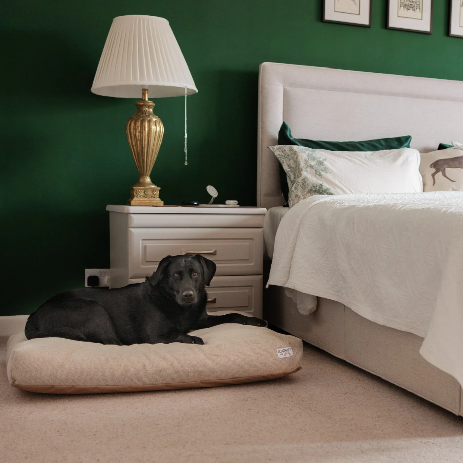 Summer Sizzler Offer - Buy any Dog Bed and get a Picnic Pad or Blanket for Half-Price!