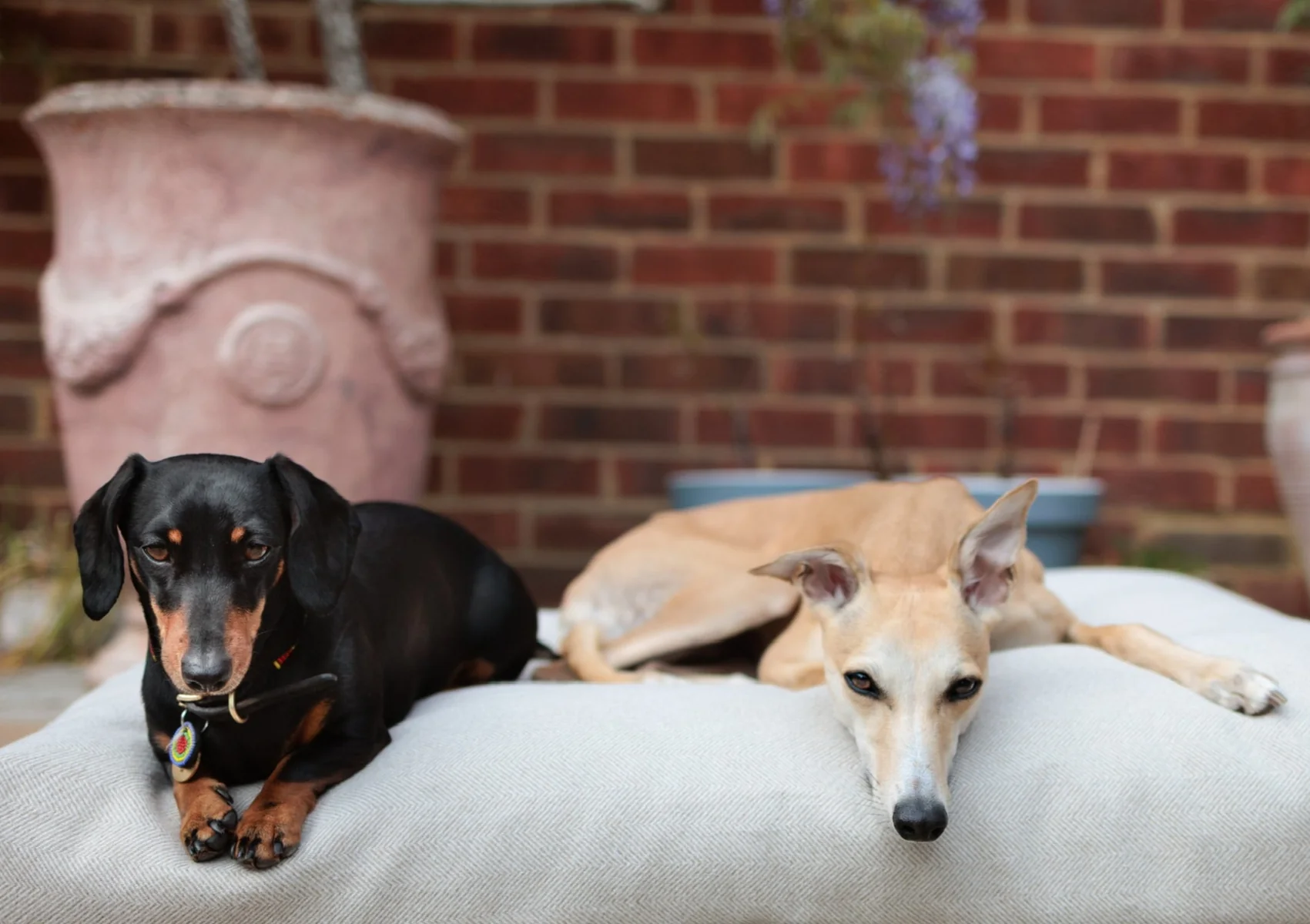 NEW: Latte Tweed Collection